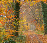 Path to Health and Wholeness